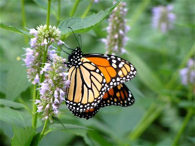 Monarch butterfly (Danaus plexippus) photo