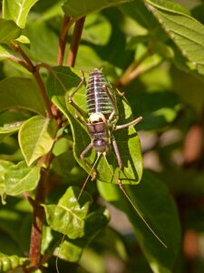Endemic cricket orthopteron