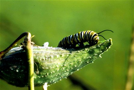 Image title: Monarch butterfly caterpillar insect danaus plexippus Image from Public domain images website, http://www.public-domain-image.com/full-image/fauna-animals-public-domain-images-pictures/in photo