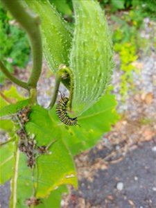 Monarch butterfly caterpillar on milkweed.