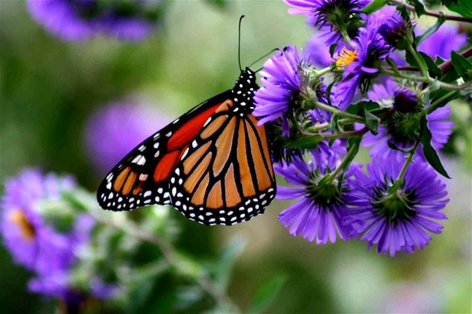 Image title: Monarch butterfly insect danaus plexippus on purple flower
Image from Public domain images website, http://www.public-domain-image.com/full-image/fauna-animals-public-domain-images-pictur