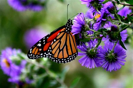 Image title: Monarch butterfly insect danaus plexippus on purple flower Image from Public domain images website, http://www.public-domain-image.com/full-image/fauna-animals-public-domain-images-pictur photo