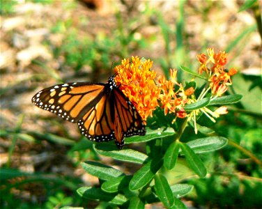 Image title: Monarch butterfly insect on butterflyweed flower Image from Public domain images website, http://www.public-domain-image.com/full-image/fauna-animals-public-domain-images-pictures/insects photo