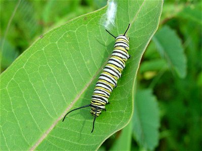 Image title: Monarch butterfly larvae on common milkweed lea Image from Public domain images website, http://www.public-domain-image.com/full-image/fauna-animals-public-domain-images-pictures/insects- photo