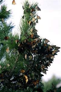 Image title: Monarch butterfly migration danus plexippus
Image from Public domain images website, http://www.public-domain-image.com/full-image/fauna-animals-public-domain-images-pictures/insects-and-