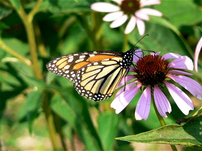 Image title: Monarch butterfly on flower insect danaus plexippus
Image from Public domain images website, http://www.public-domain-image.com/full-image/fauna-animals-public-domain-images-pictures/inse