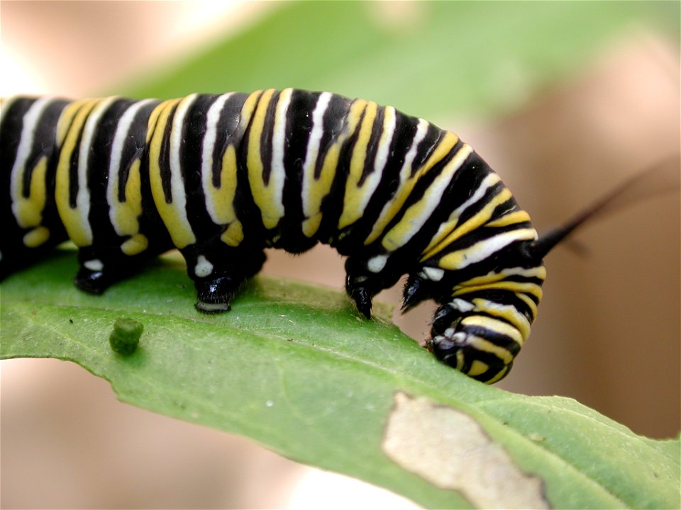 Monarch caterpillar nibbling on a swan plant (Gomphocarpus physocarpus) leaf.