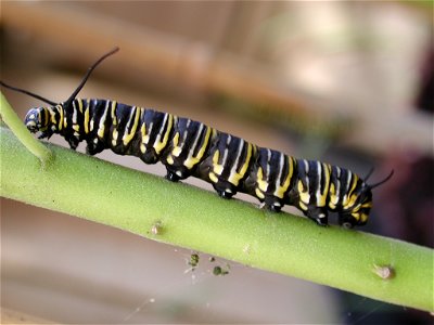 Monarch caterpillar on a swan plant branchlet.