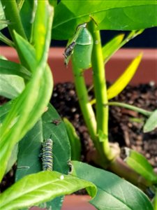 Monarch egg, caterpillar & cocoon. photo