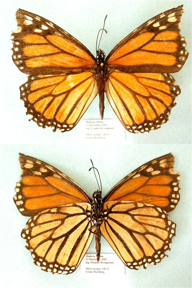 PORTUGAL.  Madeira,  PRS 2005, MPE 2006, Biol.Lett.2008, Sys Bio 2008, PRS 2009, PRS 2012,  Phylogenomics, Exemplar, PBStest, Lepidoptera,  <a href="http://nymphalidae.utu.fi/story.php?code=NW108-2