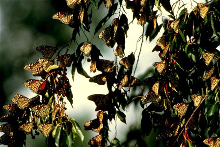 Image title: Numerous butterflies sitting on branch leaves Image from Public domain images website, http://www.public-domain-image.com/full-image/fauna-animals-public-domain-images-pictures/insects-an photo