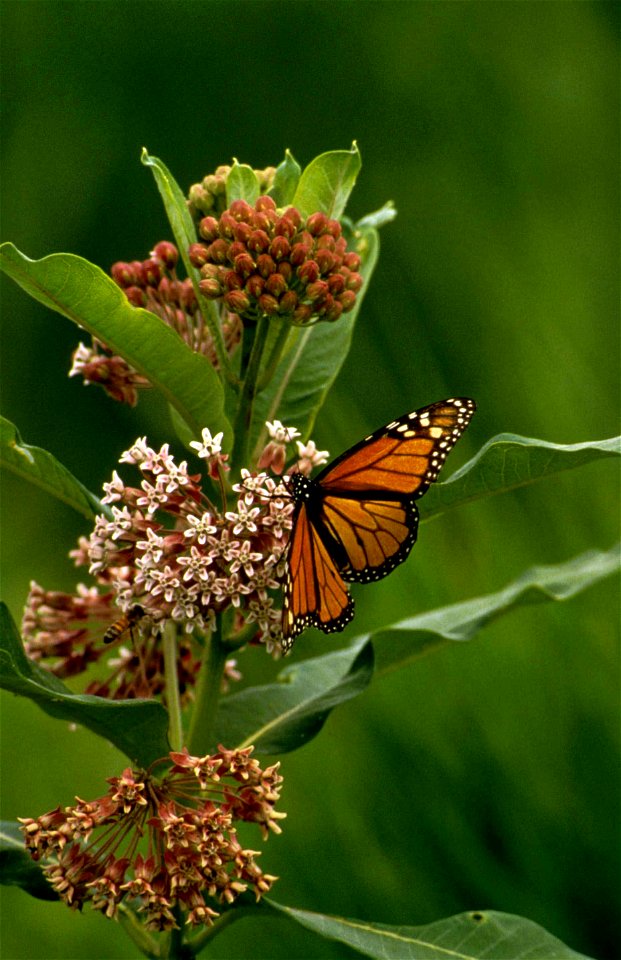 Image title: Onage monarch butterfly danaus plexippus Image from Public domain images website, http://www.public-domain-image.com/full-image/fauna-animals-public-domain-images-pictures/insects-and-bug photo