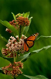 Image title: Onage monarch butterfly danaus plexippus
Image from Public domain images website, http://www.public-domain-image.com/full-image/fauna-animals-public-domain-images-pictures/insects-and-bug