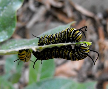 Butterfly larvae. Danaus plexippus caterpillars. Photo taken at the San Diego Zoo, California, USA.