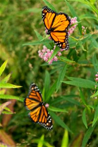 A Monarch Butterfly rests on milkweed plants in Arlington National Cemetery after being released, Aug. 9, 2016, in Arlington, Va. The cemetery plants several types of local milkweed that Monarch Butte photo