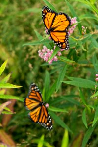 A Monarch Butterfly rests on milkweed plants in Arlington National Cemetery after being released, Aug. 9, 2016, in Arlington, Va. The cemetery plants several types of local milkweed that Monarch Butte