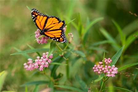A Monarch Butterfly rests on milkweed plants in Arlington National Cemetery after being released, Aug. 9, 2016, in Arlington, Va. The cemetery plants several types of local milkweed that Monarch Butte