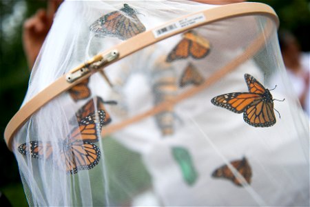 A volunteer with Monarch Teacher Network holds Monarch Butterflies before a butterfly release ceremony at Arlington National Cemetery, Aug. 9, 2016, in Arlington, Va. The Monarch Butterflies will migr photo