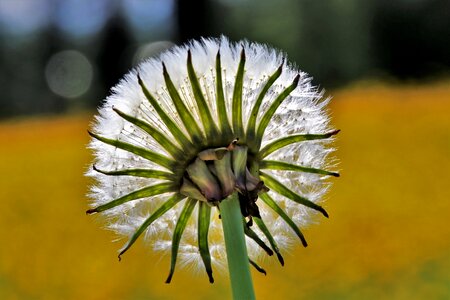 Plant fluff flower