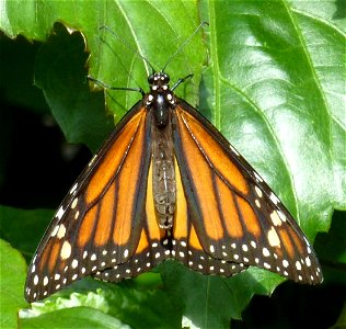 im Schmetterlingshaus der Wilhelma, es sollte sich um einen Monarchfalter Danaus plexippus handeln.
