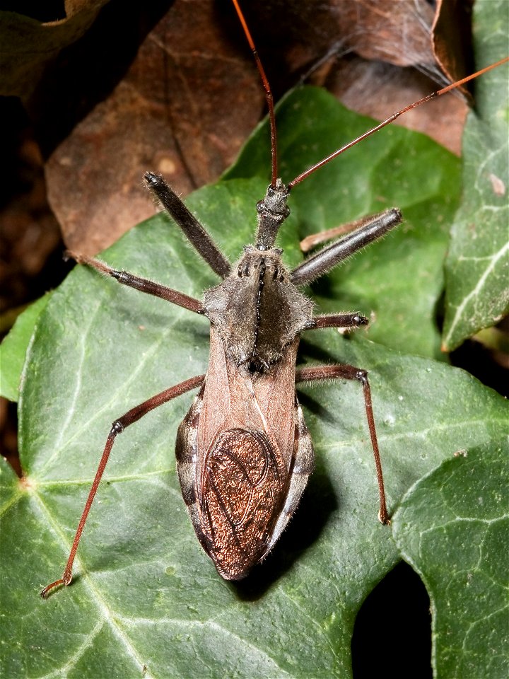 Wheel bug (Arilus cristatus) at Shelby Park in Nashville, Tennessee