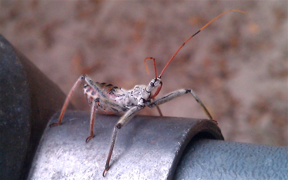 Wheel bug nymph on top of a chain link fence.
Photo was taken on April 14,2012 in central Florida, USA.