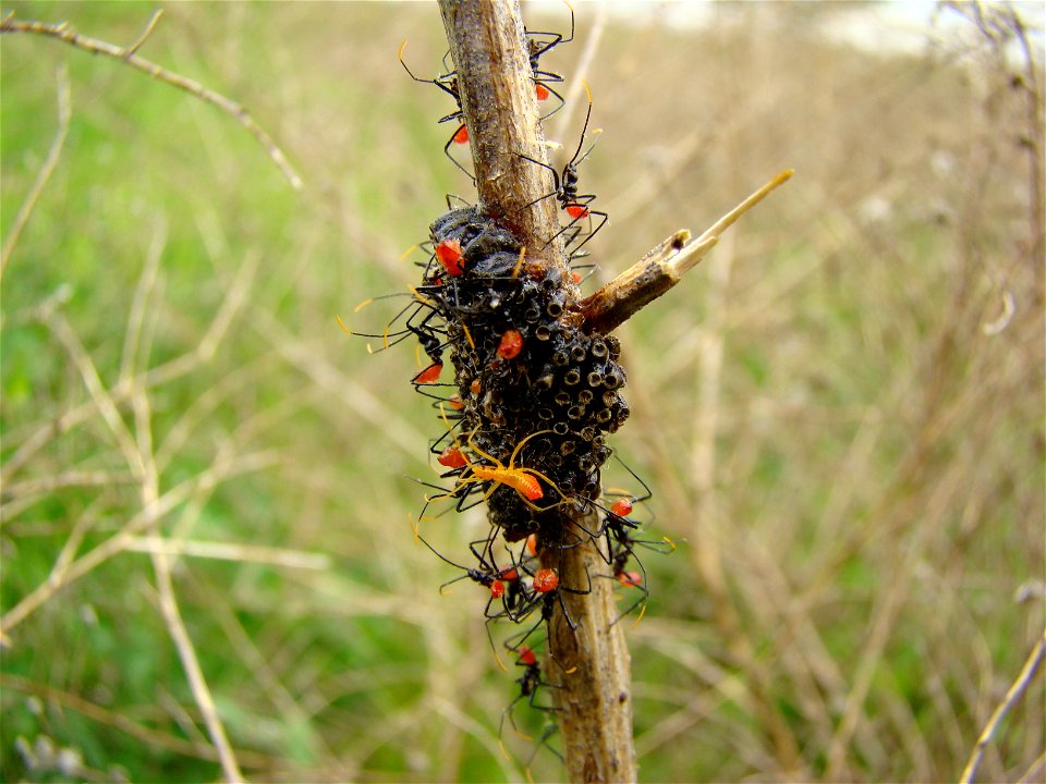 Photograph of Arilus cristatus eggs and nymphs, taken in author's back yard near a water retention pond in South-Central Pennsylvania, United States.