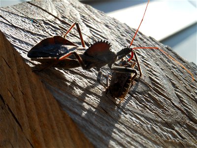 Wheel bug attacking a stinkbug. photo