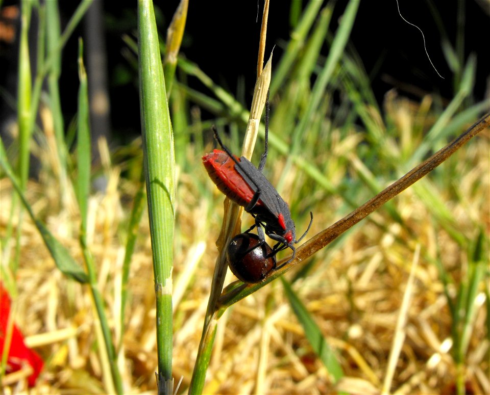 Boisea trivittata, a boxelder bug nymph holding a seed. See how it's hanging onto the grass with one leg and holding the seed with the others. A large nymph, almost adult. Taken in Lemon Grove, Califo