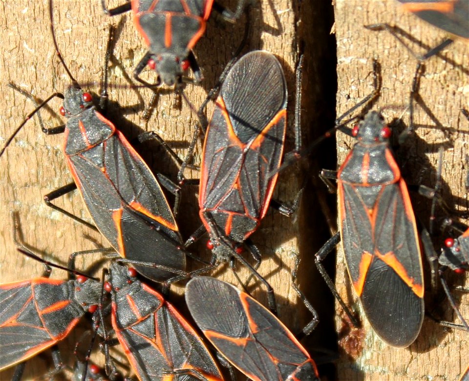 Close up of a group of Boxelder Bugs gathered on a post.