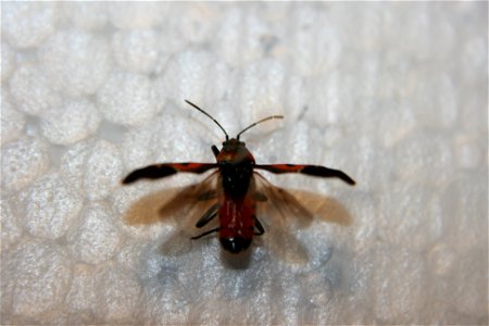 A Boisea trivittata in the Hough collection. Caught in Portage, Michigan.