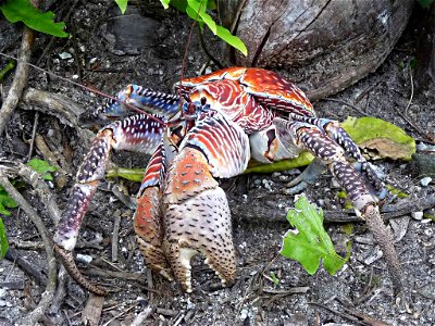 Image title: Coconut crab Image from Public domain images website, http://www.public-domain-image.com/full-image/fauna-animals-public-domain-images-pictures/crabs-and-lobsters-public-domain-images-pic photo