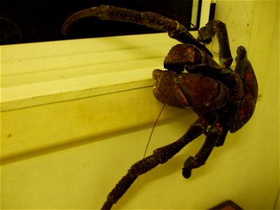 photo of a Coconut Crab climbing out a window