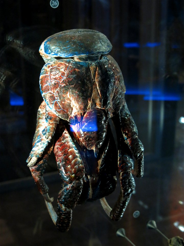Muséum national d'histoire naturelle - Paris - Coconut crab.