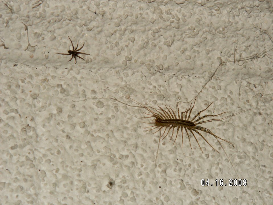 A House Centipede stalking its prey in a basement.