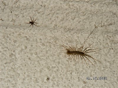 A House Centipede stalking its prey in a basement. photo