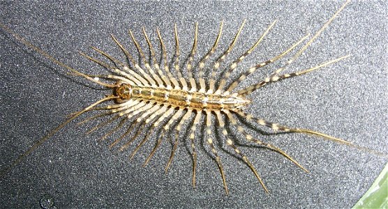 That's a big time centipede. photo