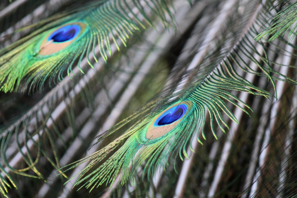 Colorful animals ave