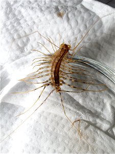 Scutigera coleoptrata, Santiago de Compostela, Galiza