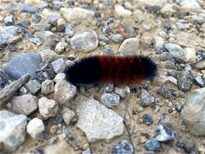 Isabella Tiger Moth (Pyrrharctia isabella)