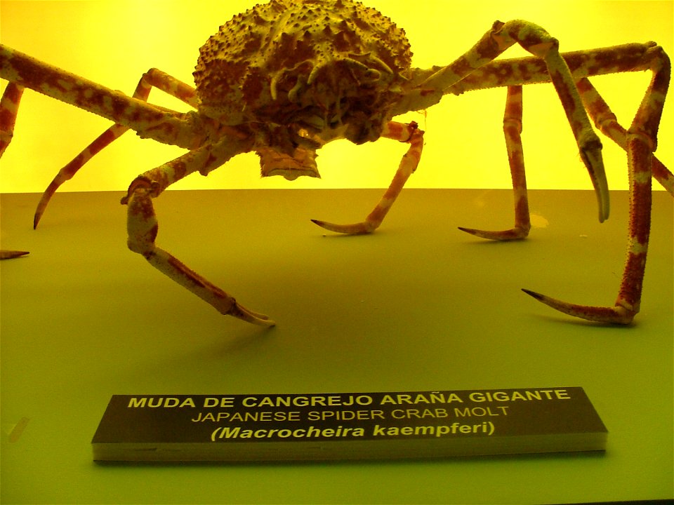 Ecdysis of Macrocheira kaempferi. Image taken in L'Oceanografic. Valencia, Spain.