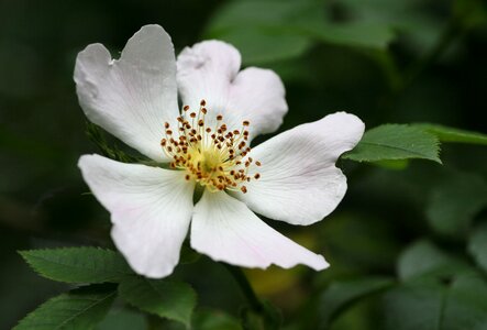 Nature wild flower flowering