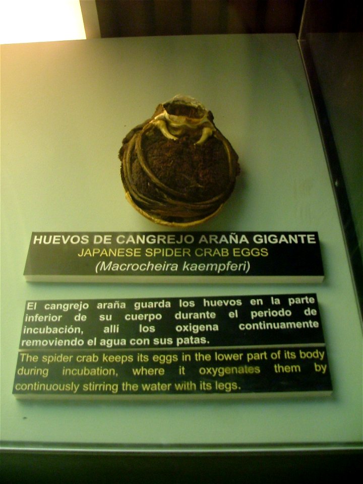 Description in the image. L'Oceanografic, Valencia, Spain