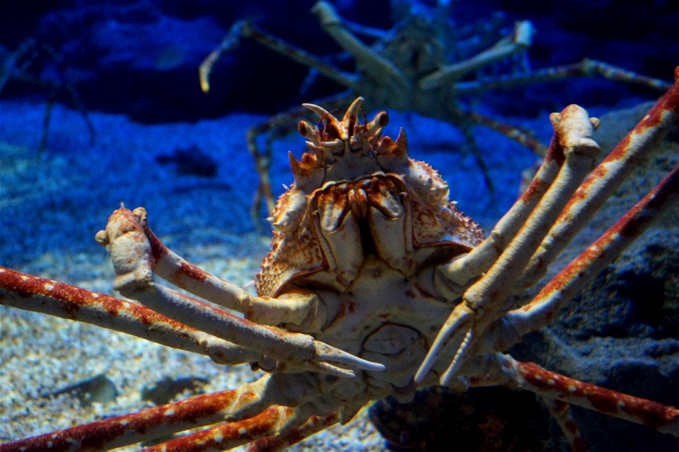 Japanese spider crab in Osaka