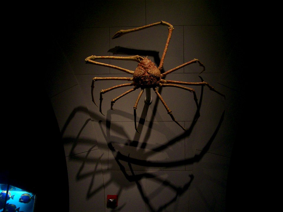 A picture of a Japanese spider crab (Macrocheira kaempferi) at the American Museum of Natural History.