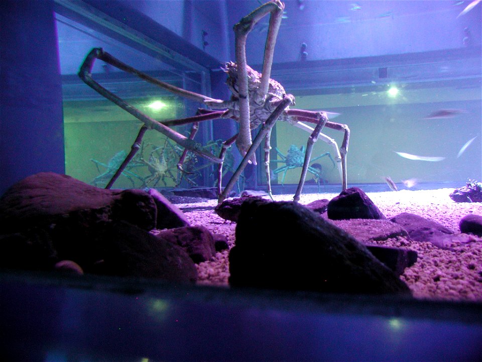 Spider crab at the Kaiyukan Aquarium in Osaka, Japan.