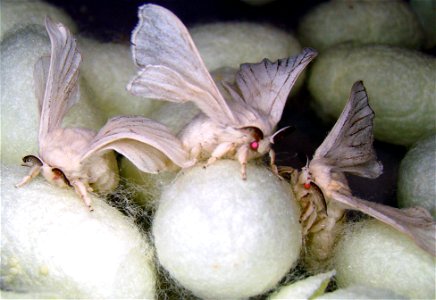 Kraigs Transgenic Silkworms turned moths photo