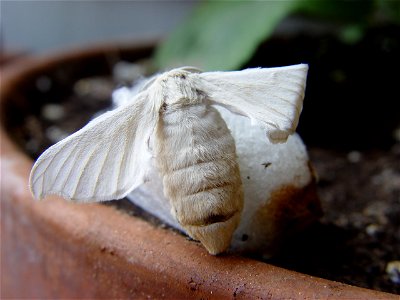 Bombyx mori on his cocoon photo