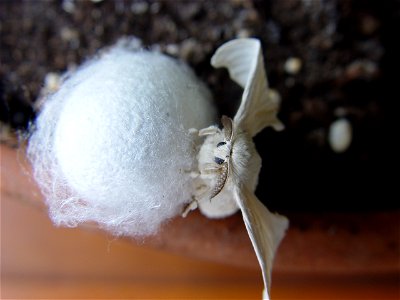 Bombyx mori on his cocoon, front view photo