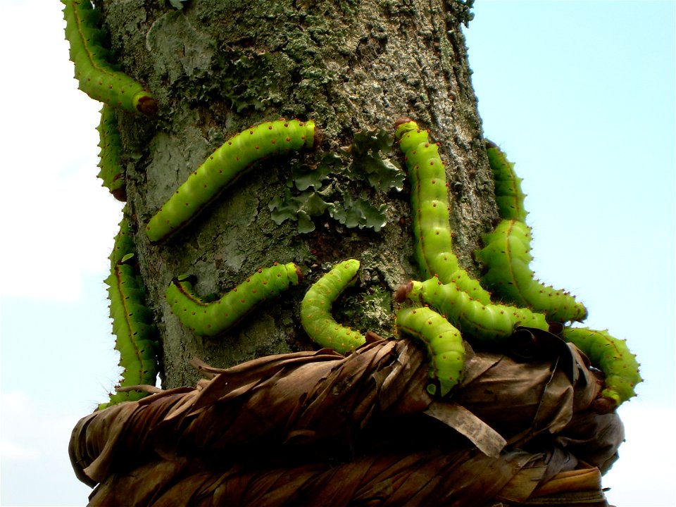 Muga Silkworms in a Som tree